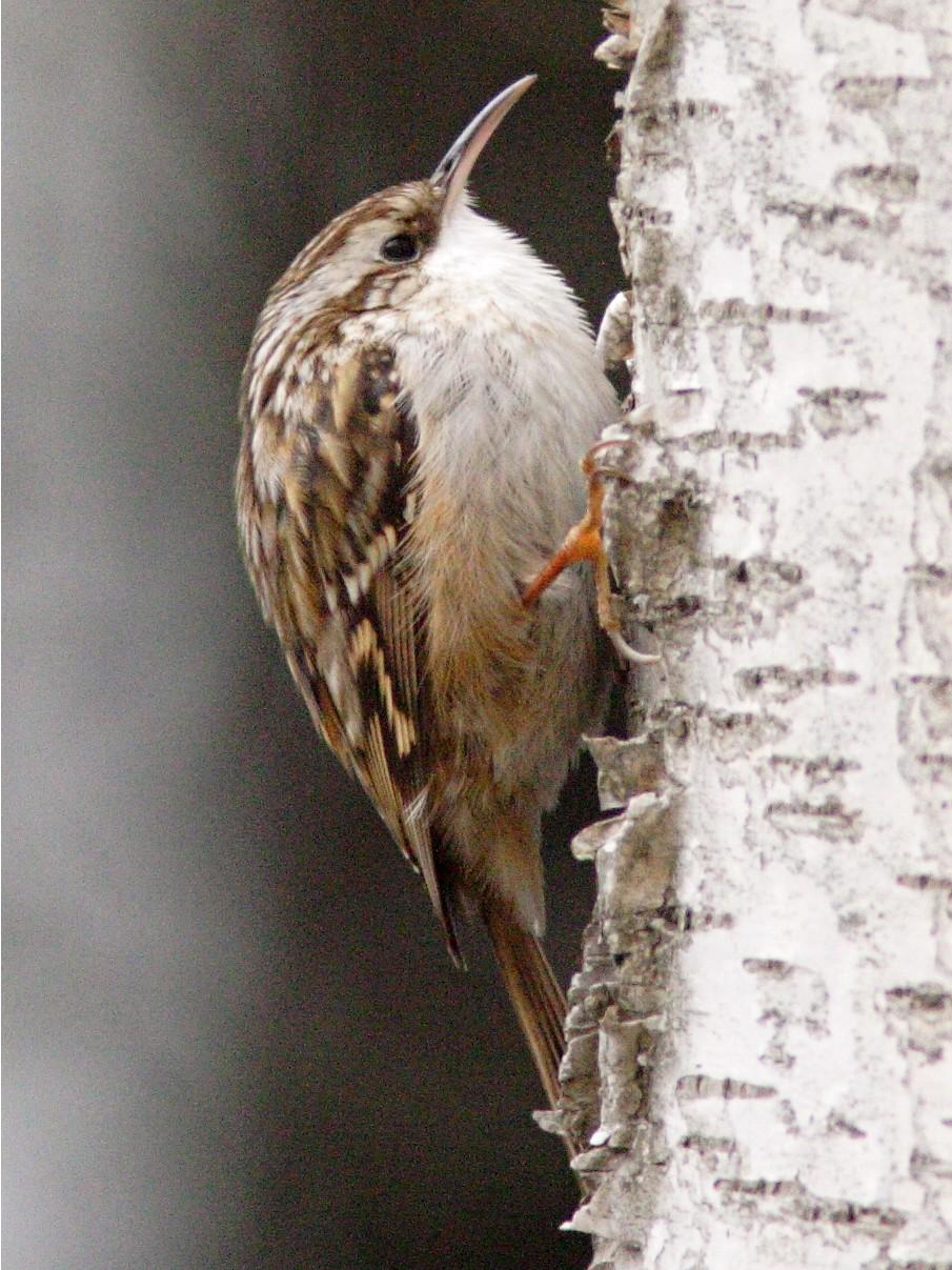 Agateador europeo (Certhia brachydactyla)