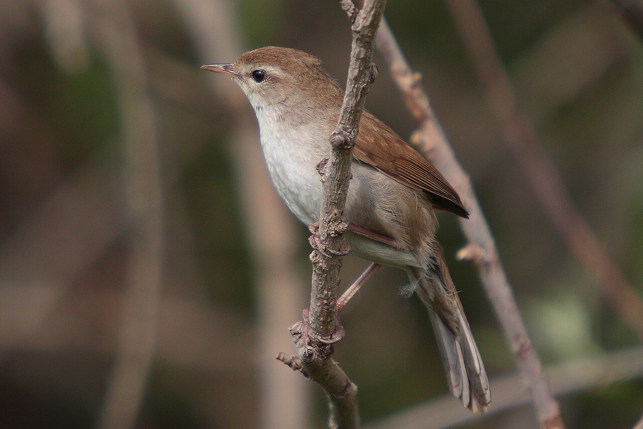 Cetia ruiseñor (Cettia cetti)
