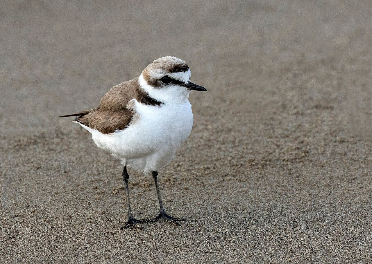 Chorlitejo patinegro (Charadrius alexandrinus)