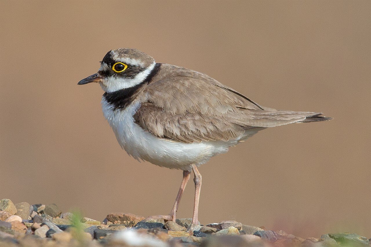 Chorlitejo chico (Charadrius dubius)