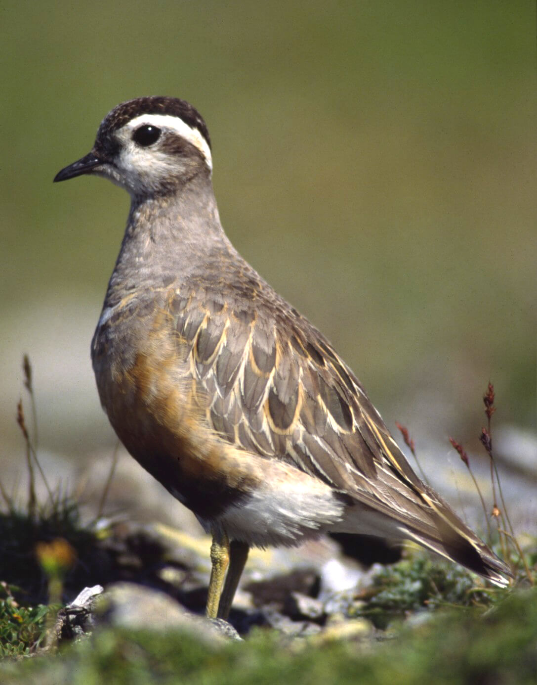 Chorlito carambolo (Charadrius morinellus)