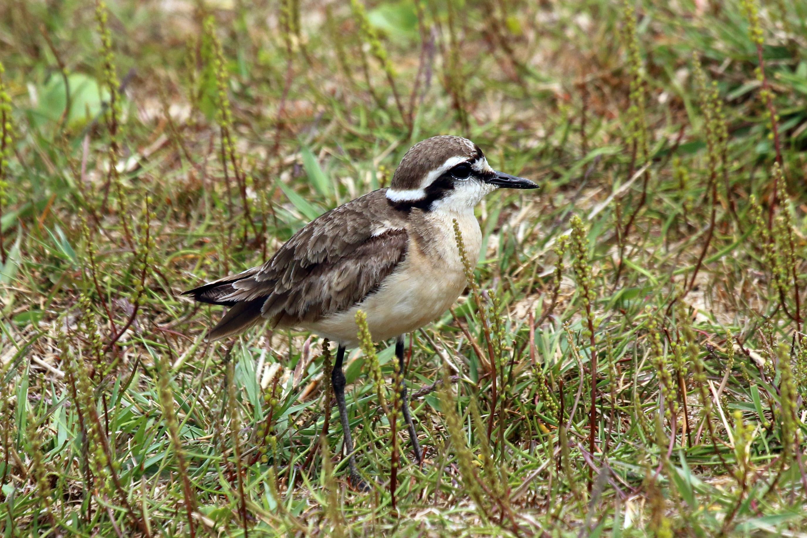 Chorlitejo pecuario (Charadrius pecuarius)