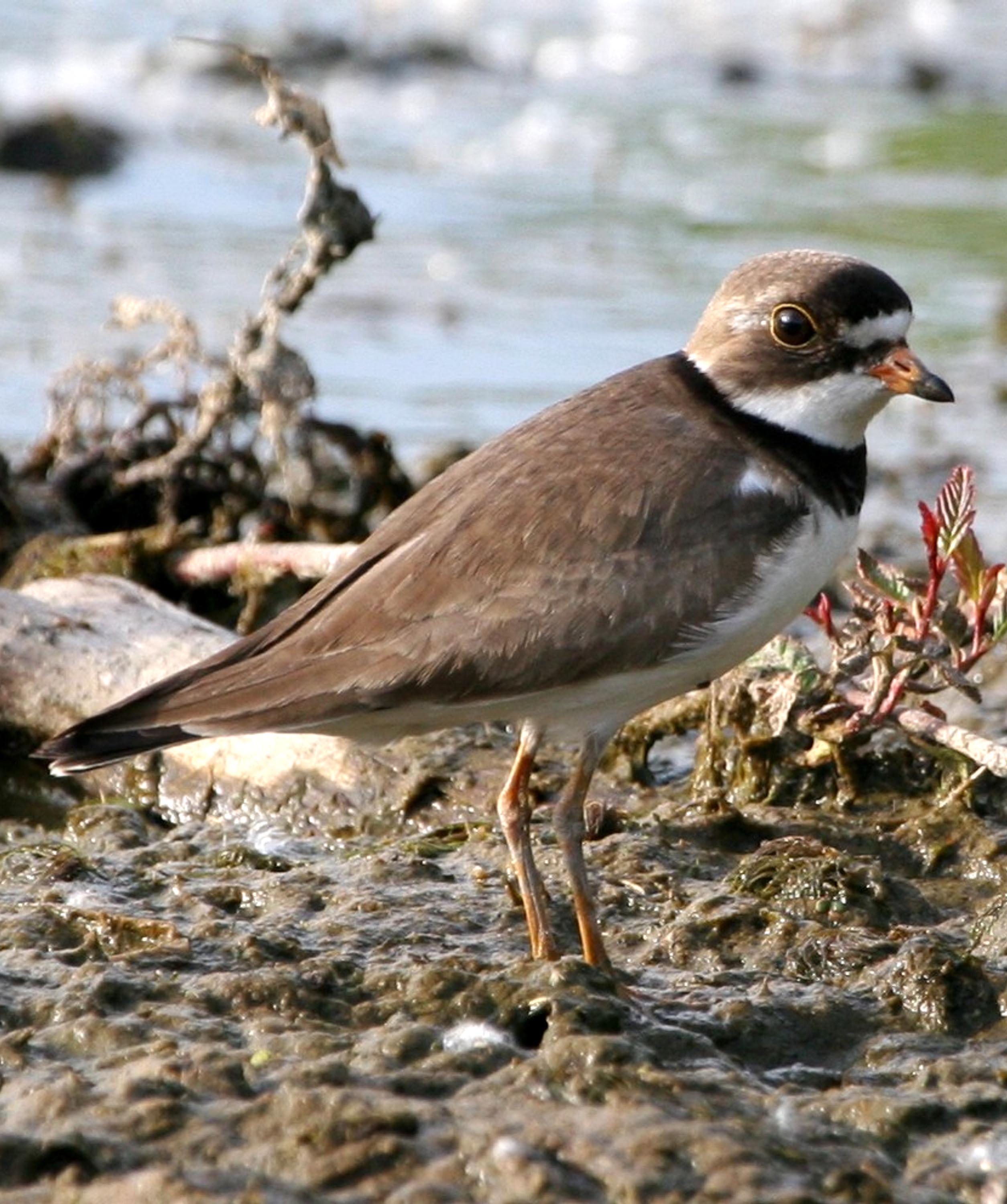 Chorlitejo semipalmeado (Charadrius semipalmatus)