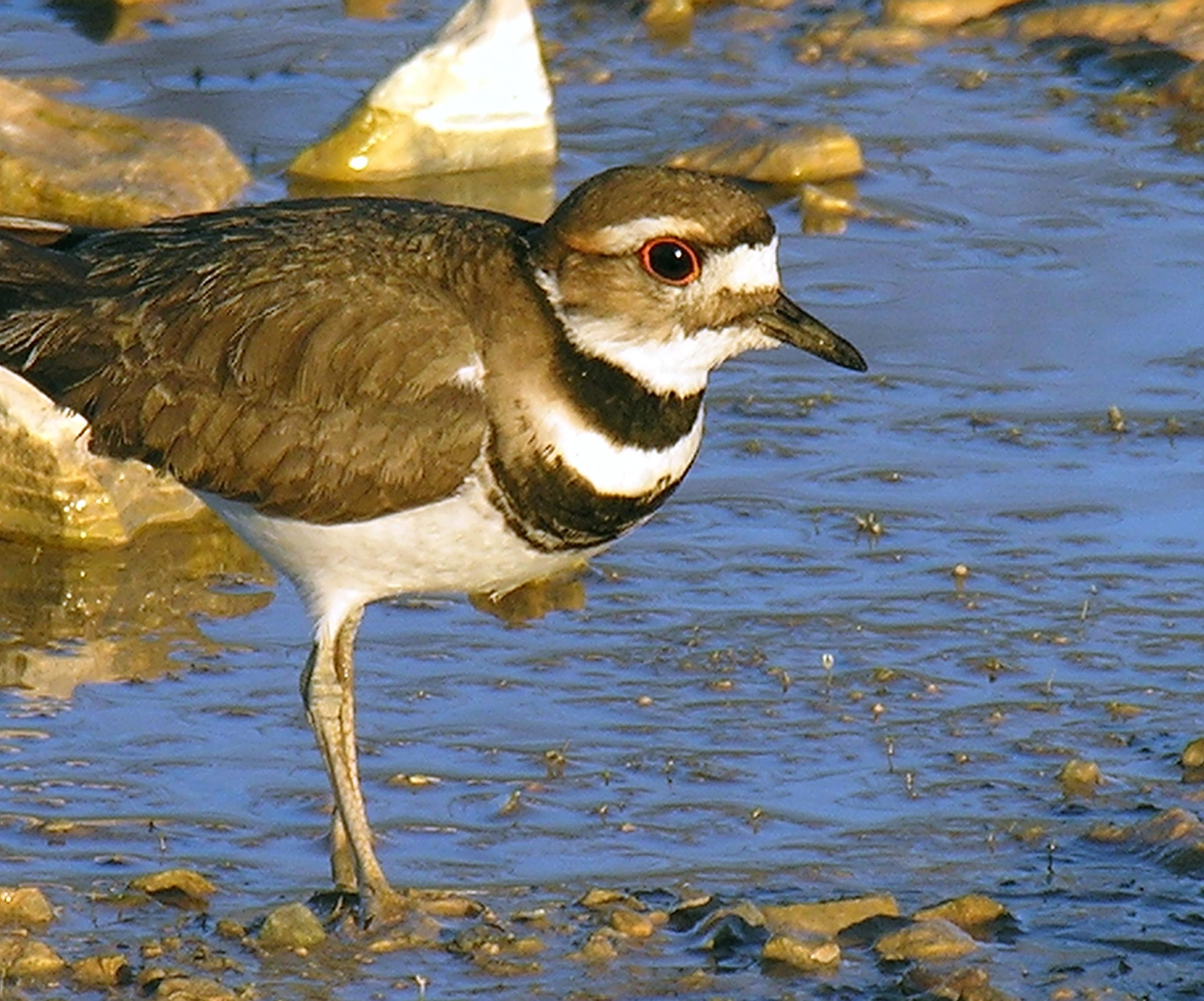 Chorlitejo culirrojo (Charadrius vociferus)