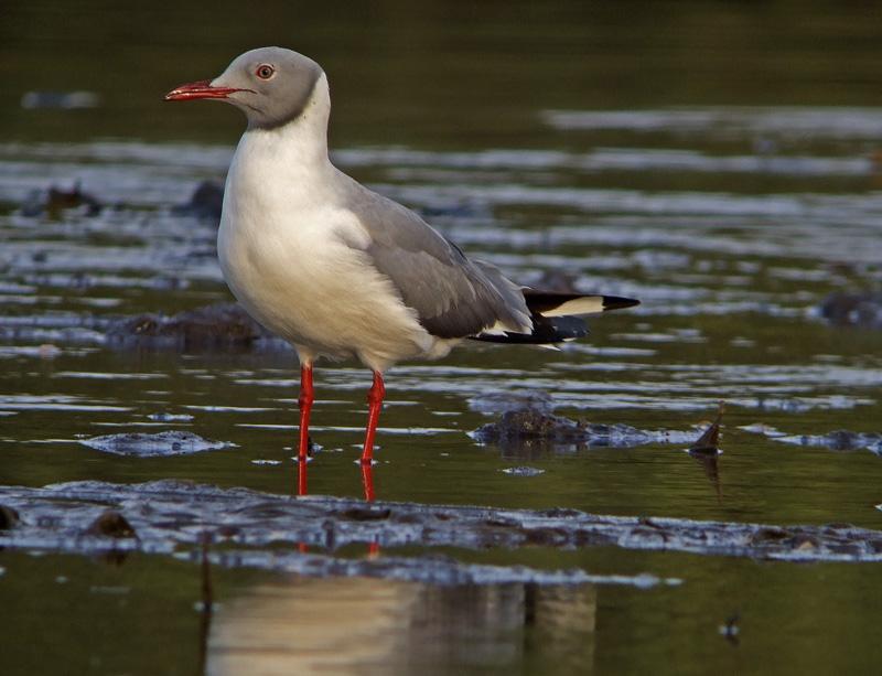 Gaviota cabecigrís (Chroicocephalus cirrocephalus)