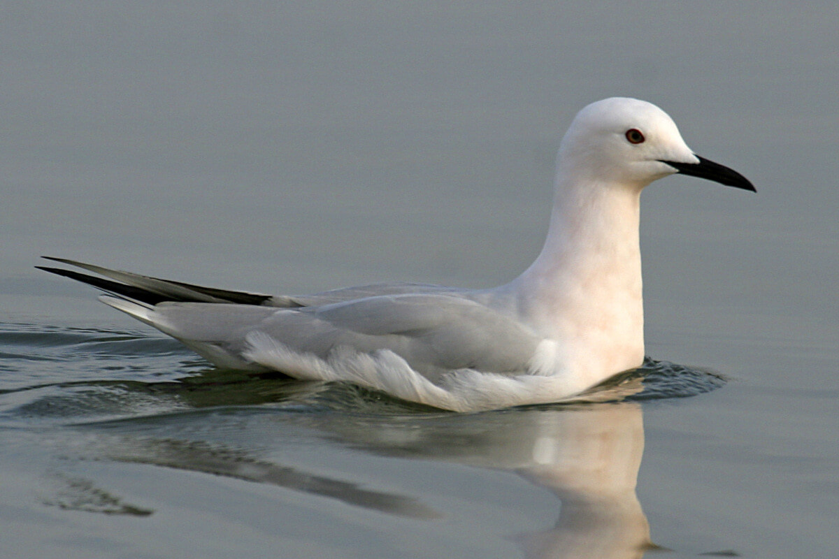 Gaviota picofina (Chroicocephalus genei)