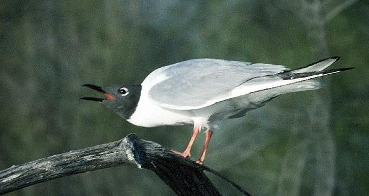Gaviota de Bonaparte (Chroicocephalus philadelphia)