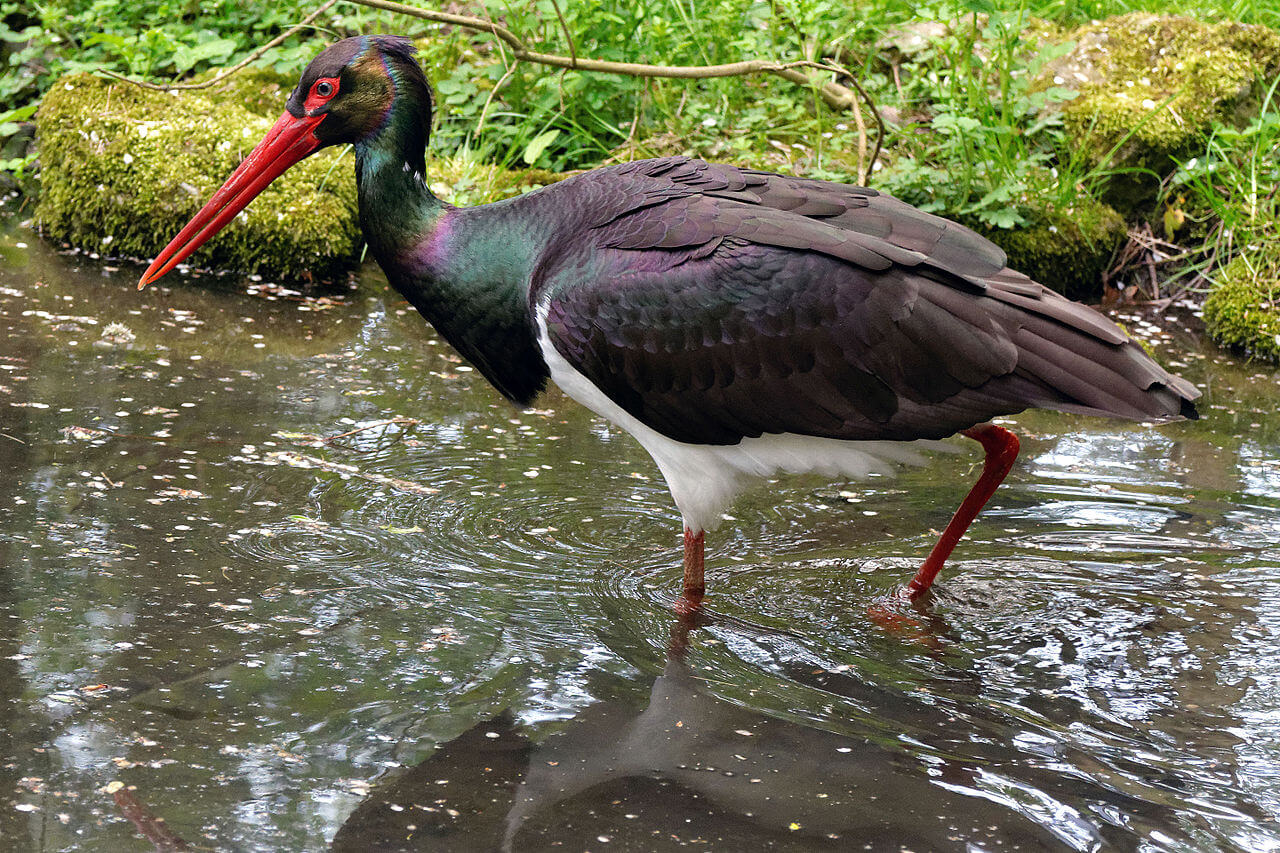 Cigüeña negra (Ciconia nigra)