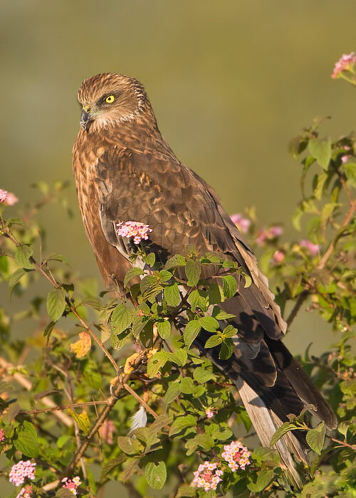 Aguilucho lagunero occidental (Circus aeruginosus)
