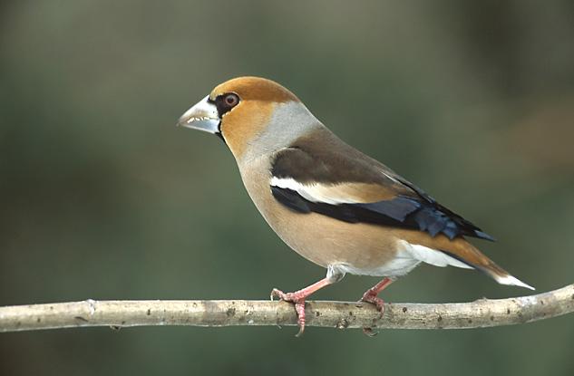 Picogordo común (Coccothraustes coccothraustes)