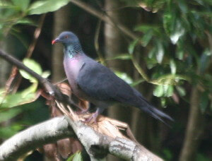 Paloma turqué (Columba bollii)