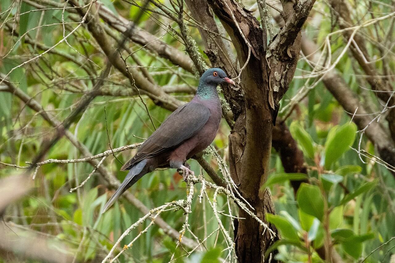 Paloma rabiche (Columba junoniae)