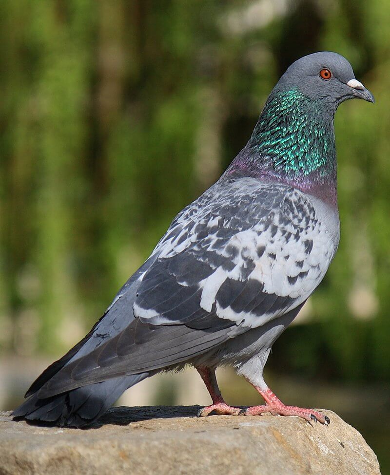 Paloma bravía (Columba livia)