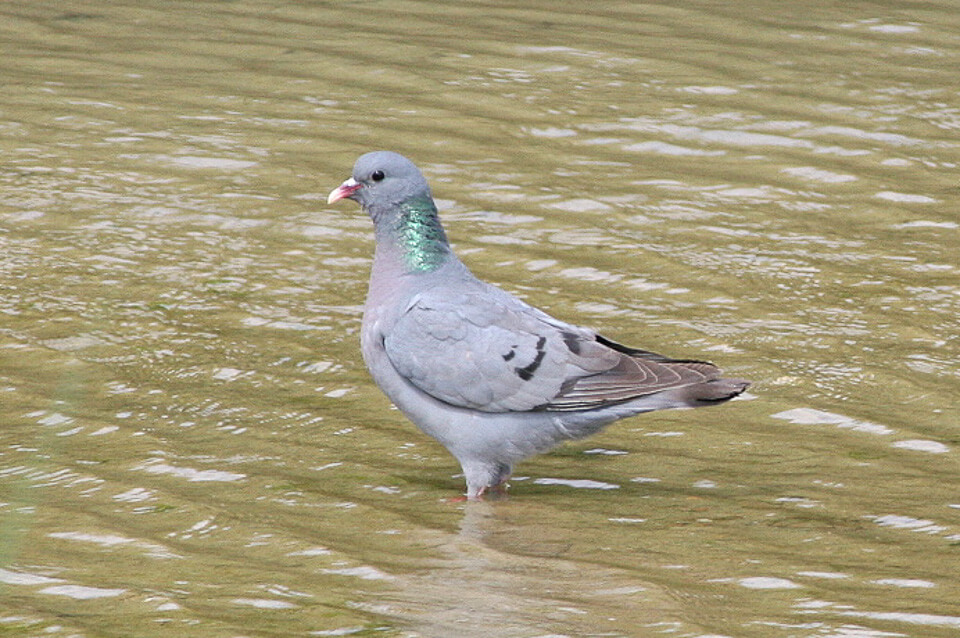 Paloma zurita (Columba oenas)