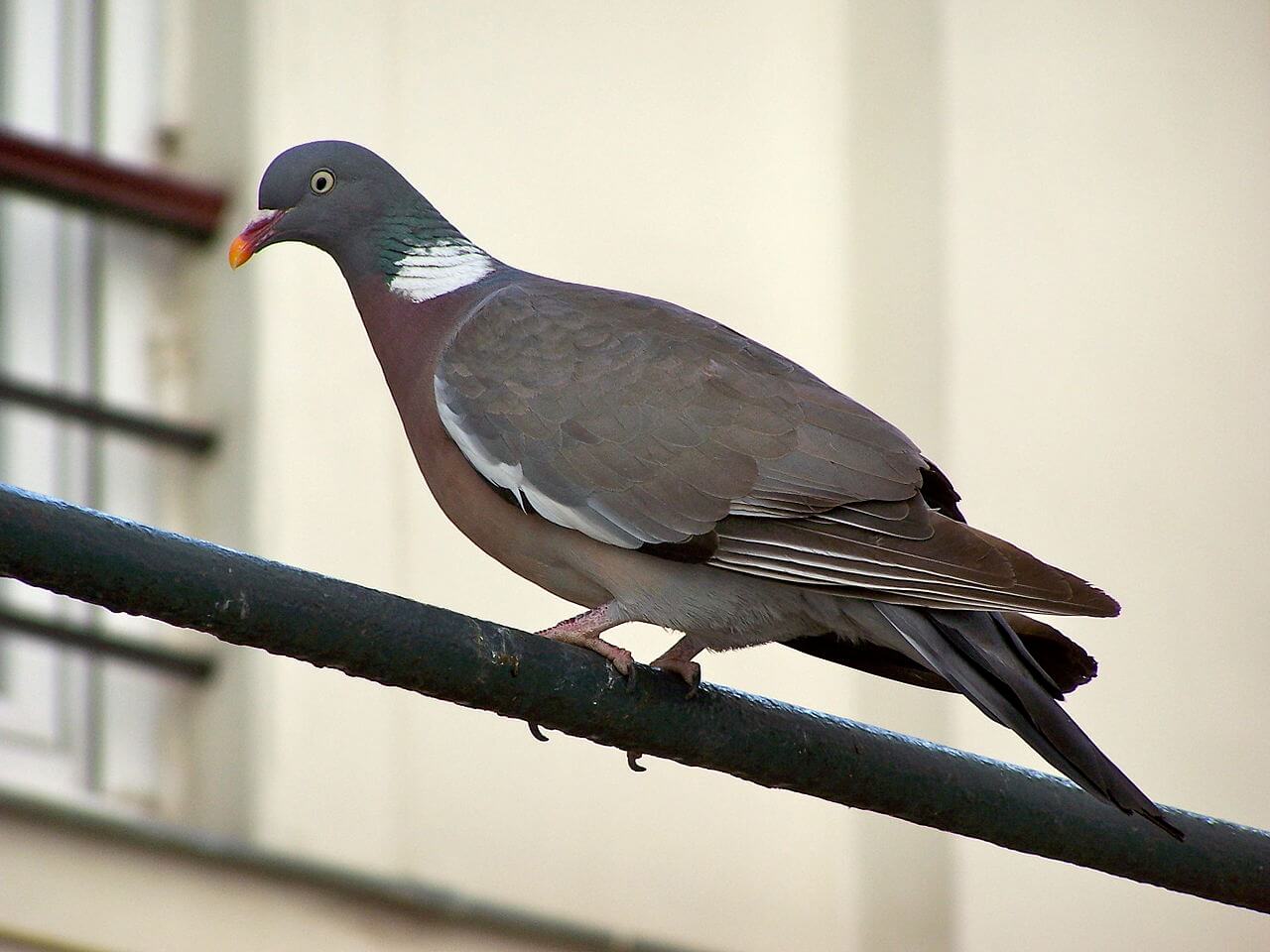 Paloma torcaz (Columba palumbus)