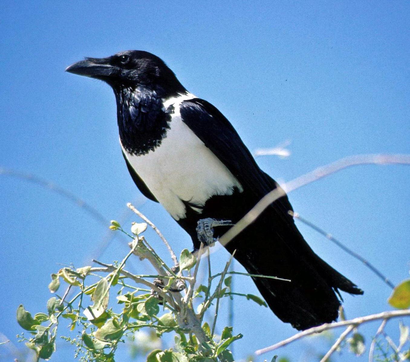 Cuervo pío (Corvus albus)