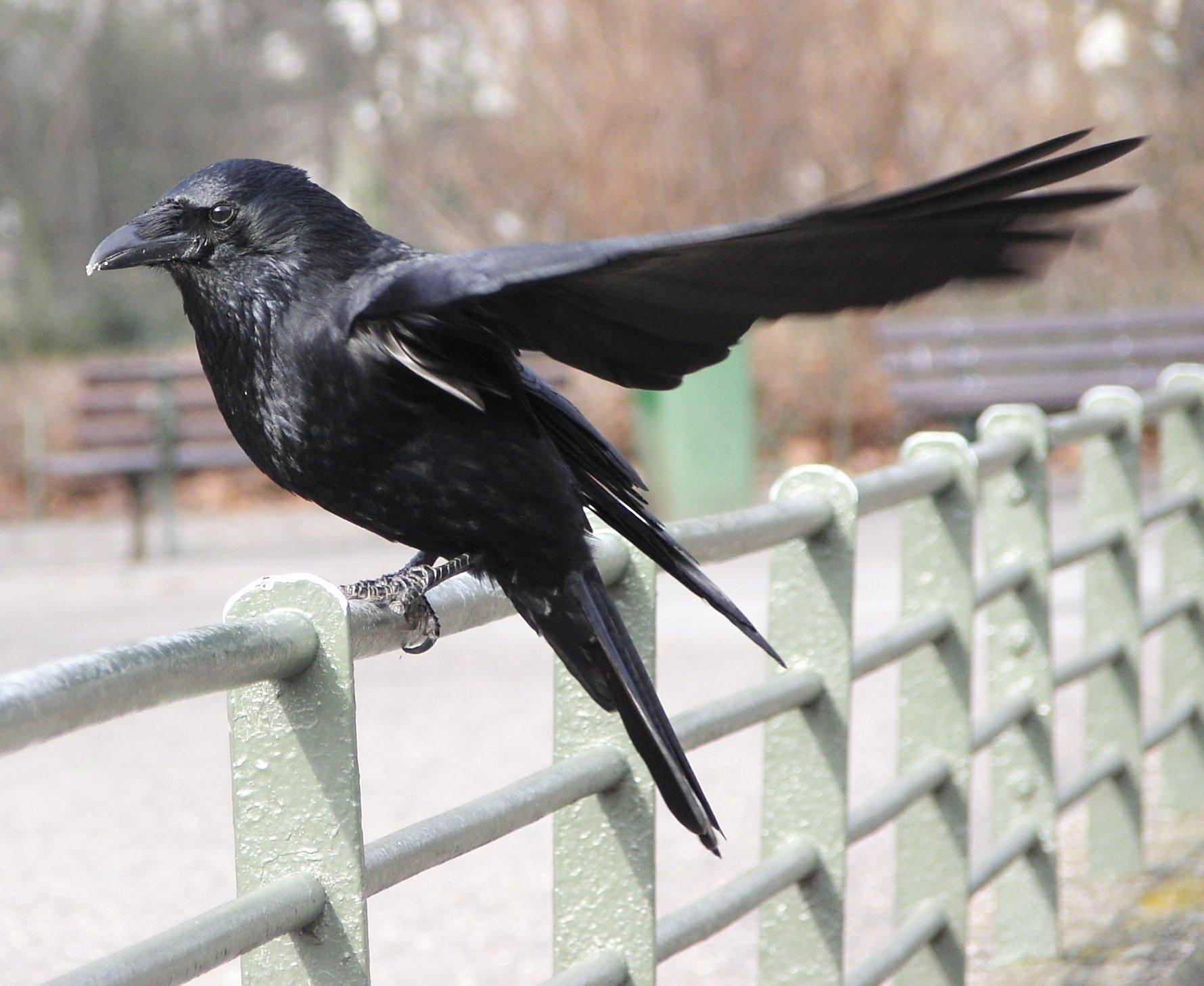 Corneja negra (Corvus corone)