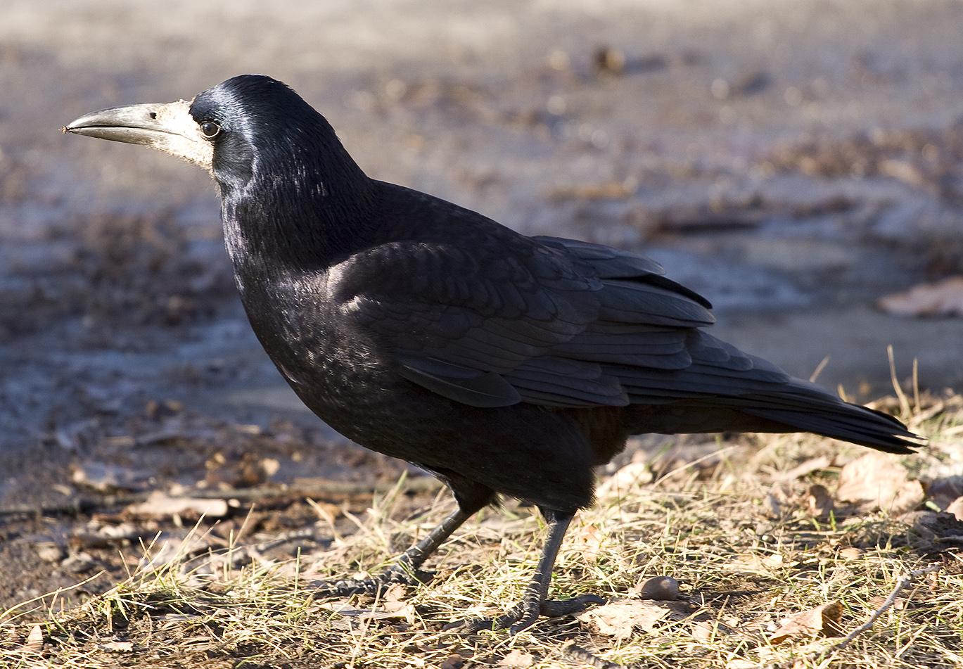Graja (Corvus frugilegus)