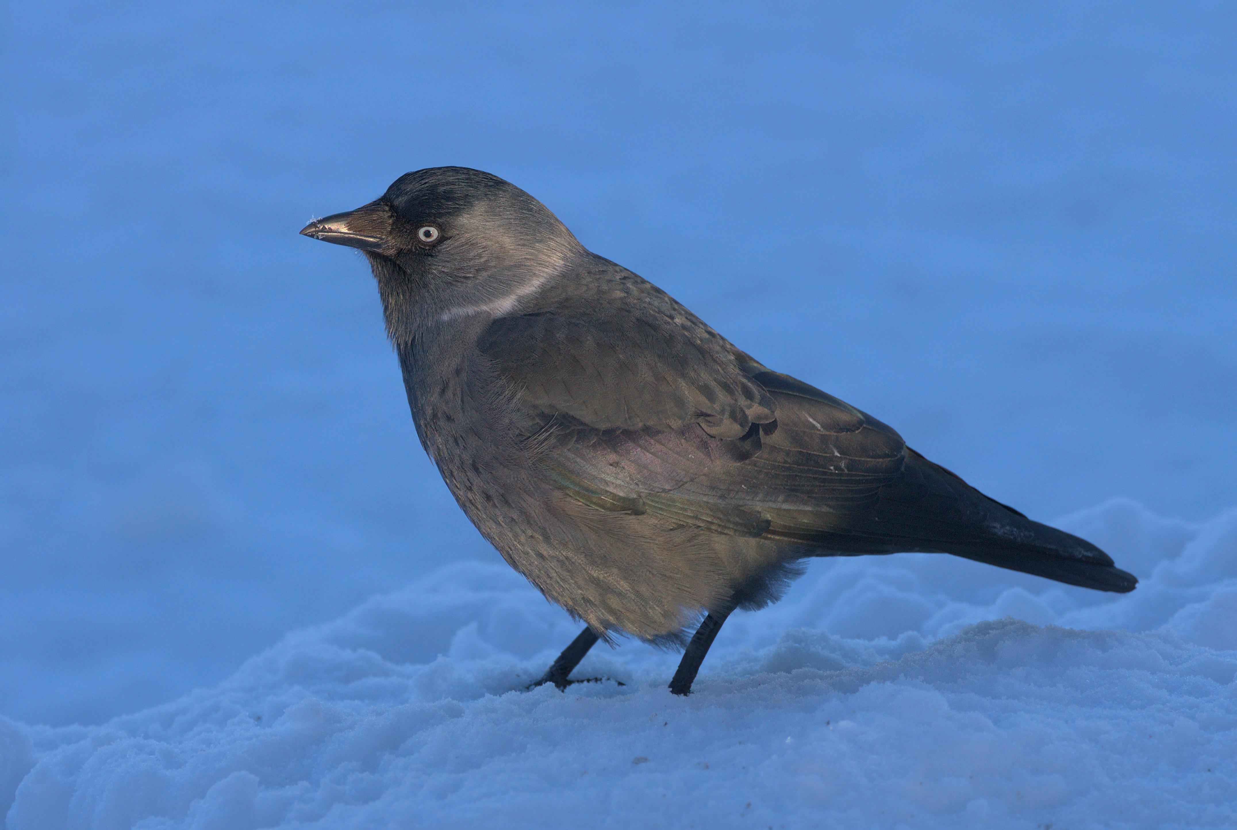Grajilla occidental (Corvus monedula)
