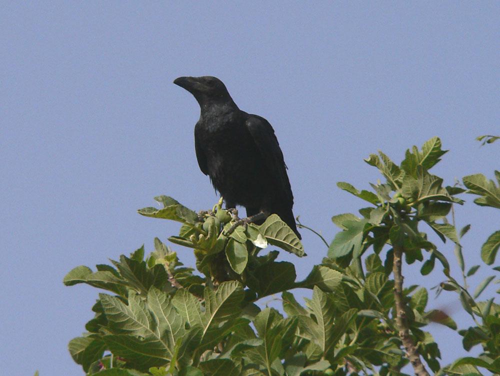 Cuervo desertícola (Corvus ruficollis)