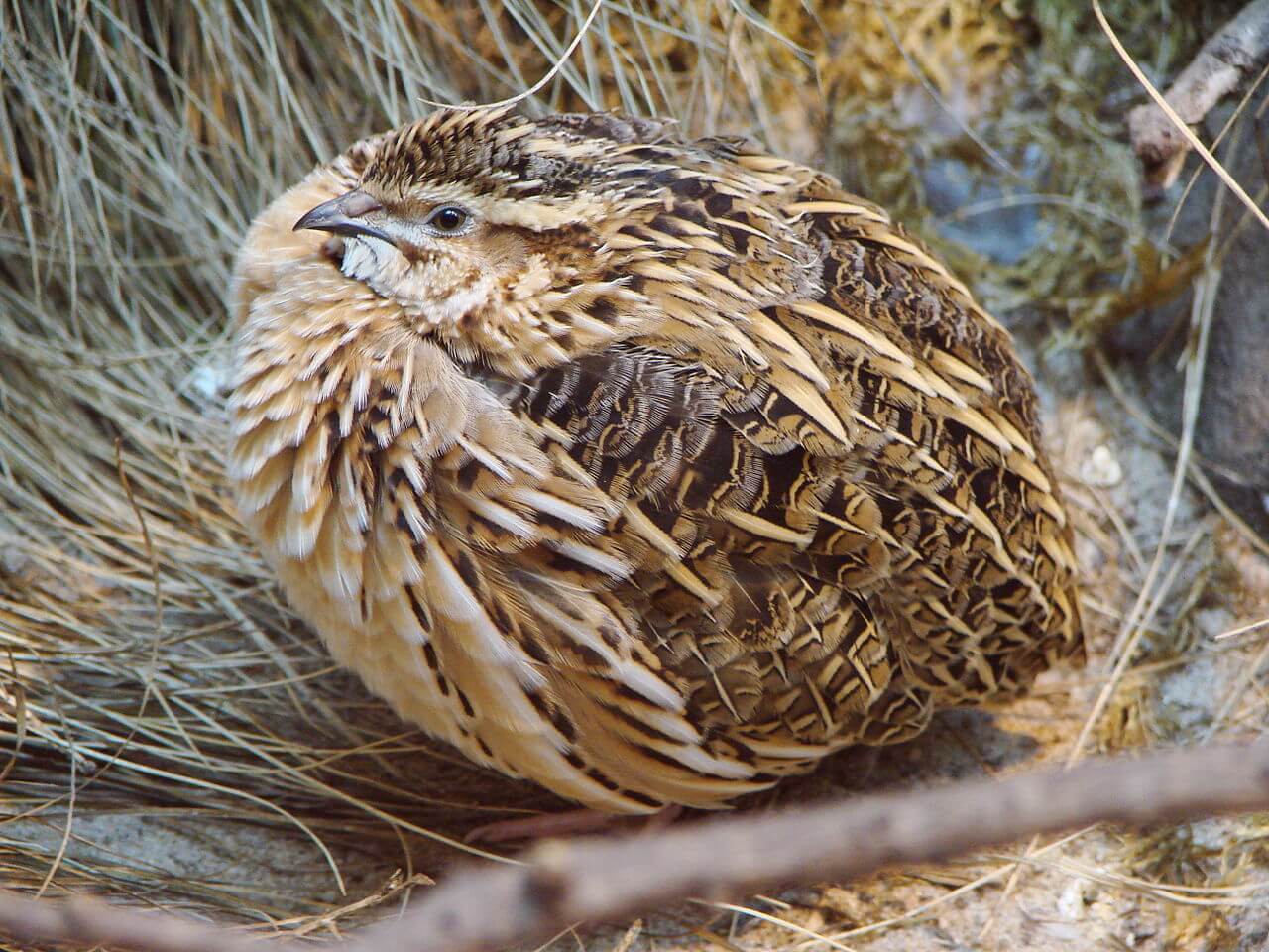 Codorniz común (Coturnix coturnix)