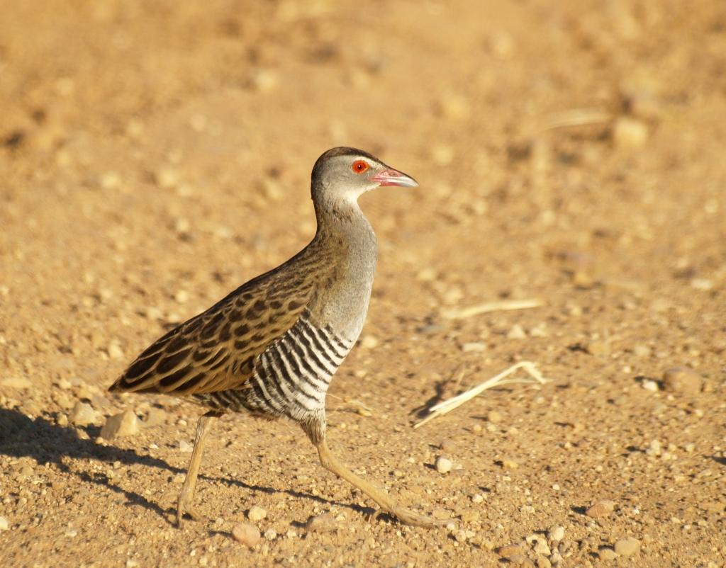 Guión africano (Crex egregia)