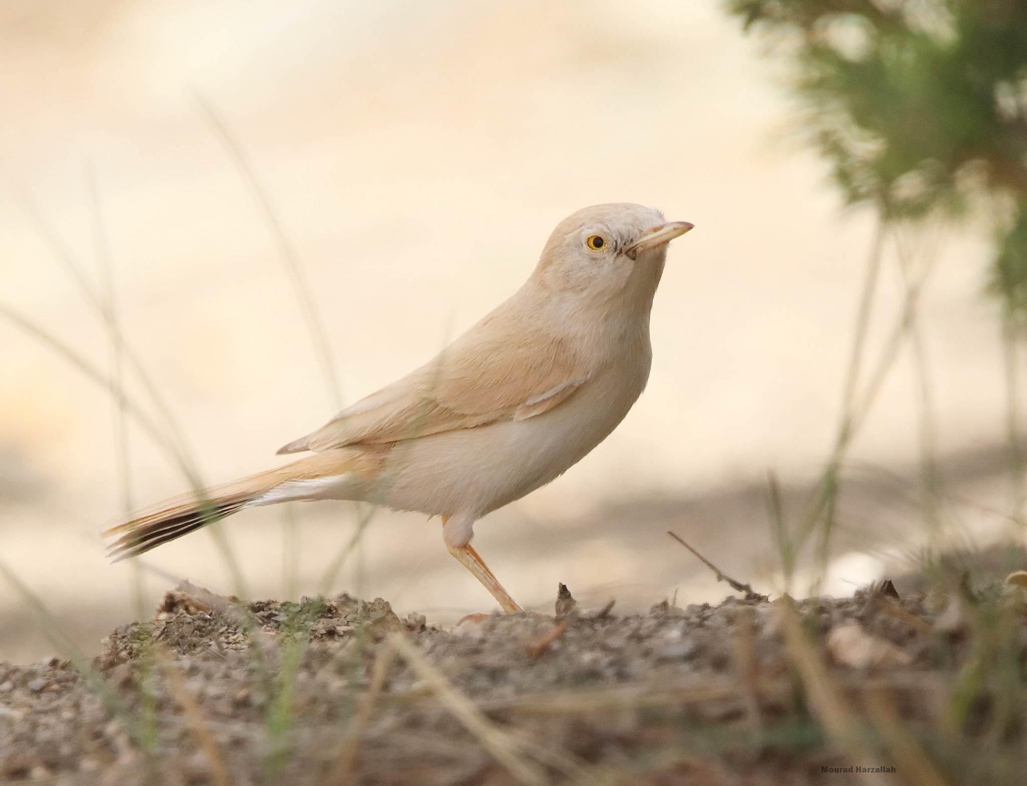 Curruca sahariana (Curruca deserti)