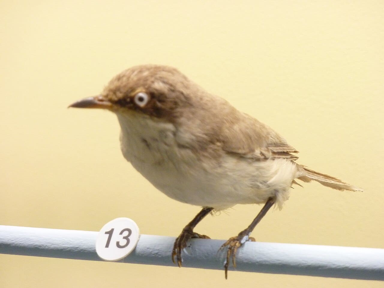 Curruca mirlona occidental (Curruca hortensis)