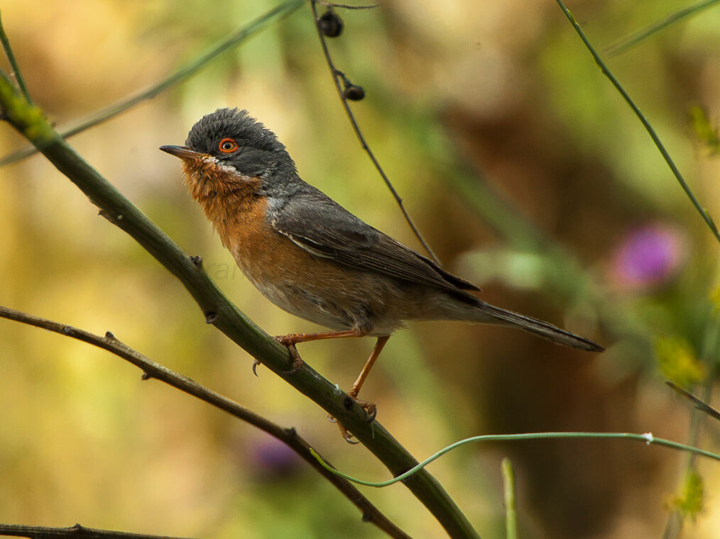 Curruca carrasqueña occidental (Curruca iberiae)