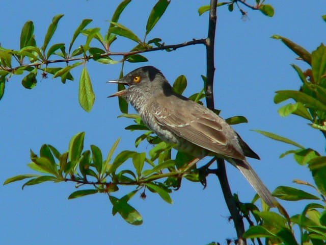 Curruca gavilana (Curruca nisoria)