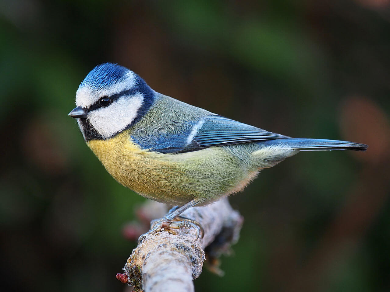 Herrerillo común (Cyanistes caeruleus)