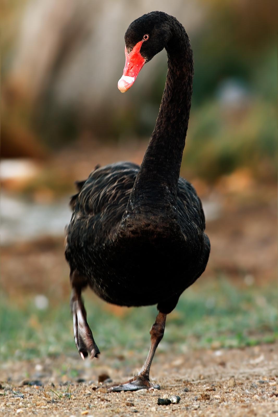 Cisne negro (Cygnus atratus)