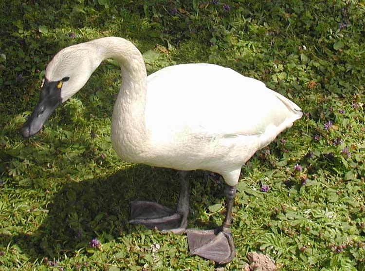 Cisne chico (Cygnus columbianus)