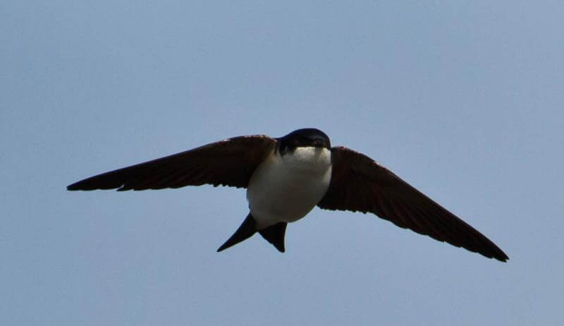 Avión común occidental (Delichon urbicum)