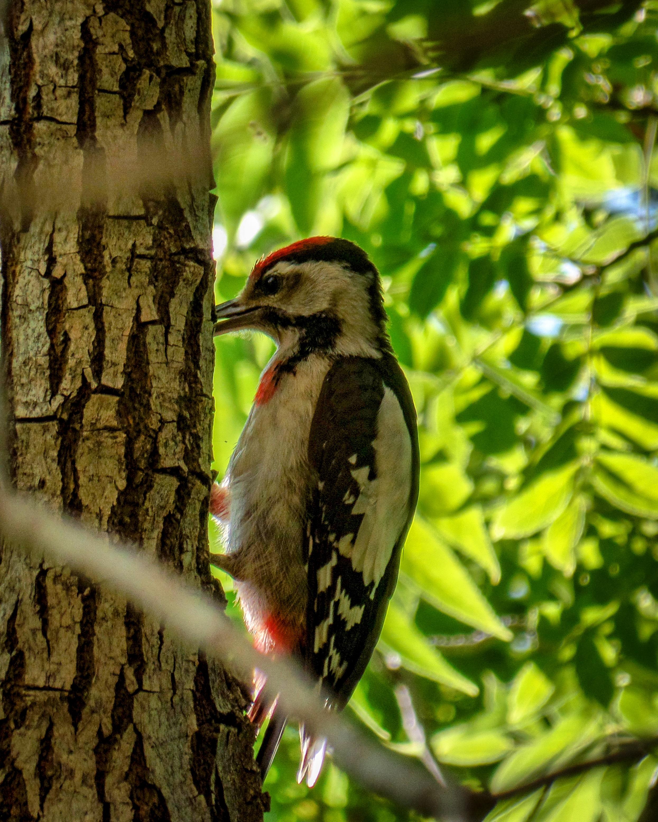 Pico mediano (Dendrocoptes medius)