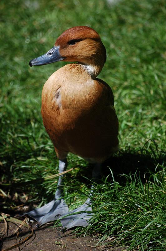 Suirirí bicolor (Dendrocygna bicolor)
