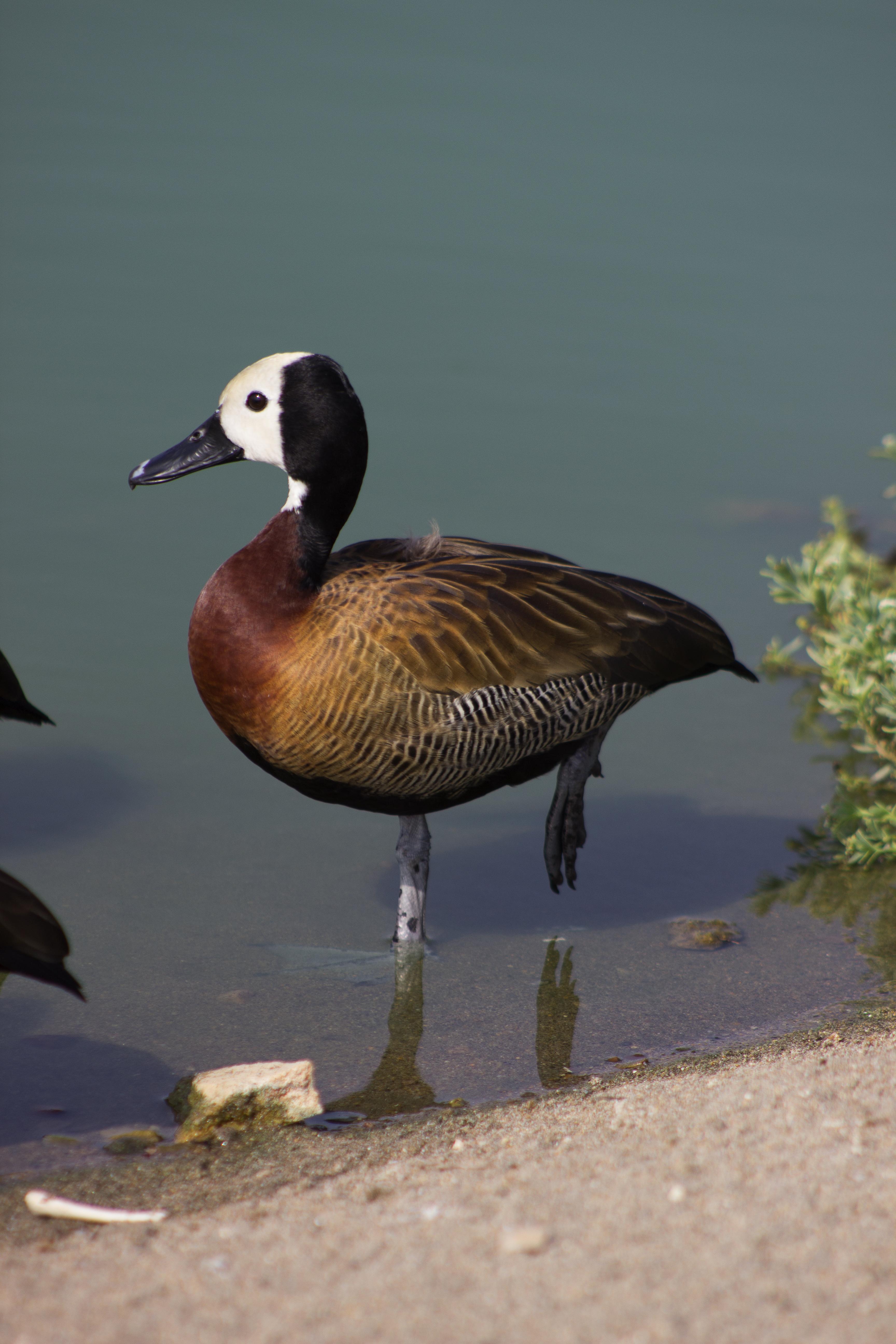 Suirirí cariblanco (Dendrocygna viduata)