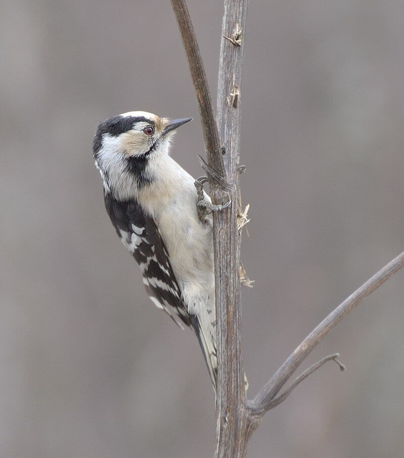 Pico menor (Dryobates minor)