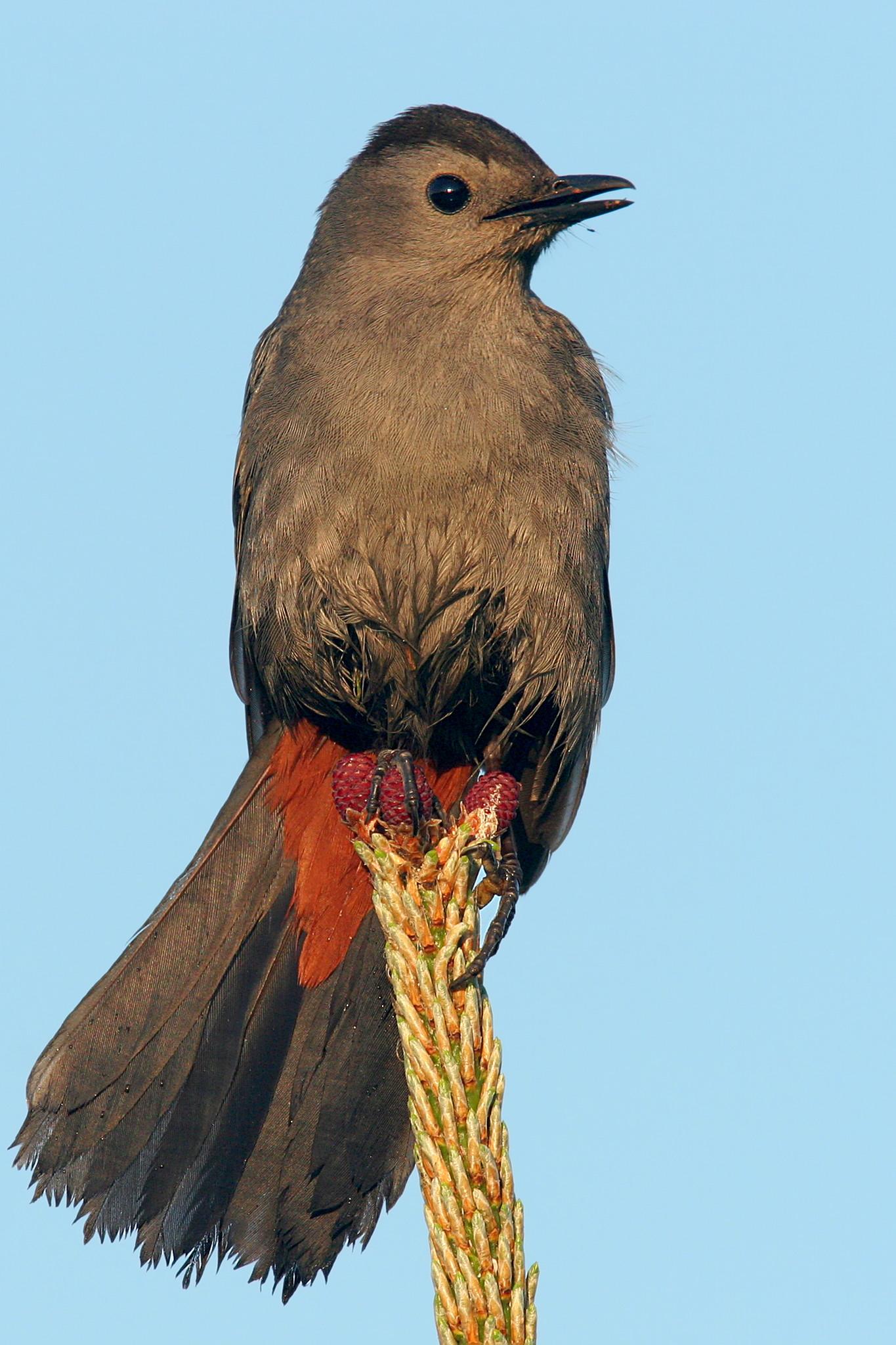 Pájaro gato gris (Dumetella carolinensis)