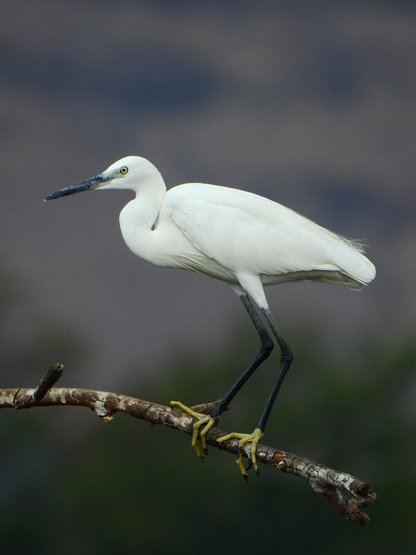 Garceta común (Egretta garzetta)