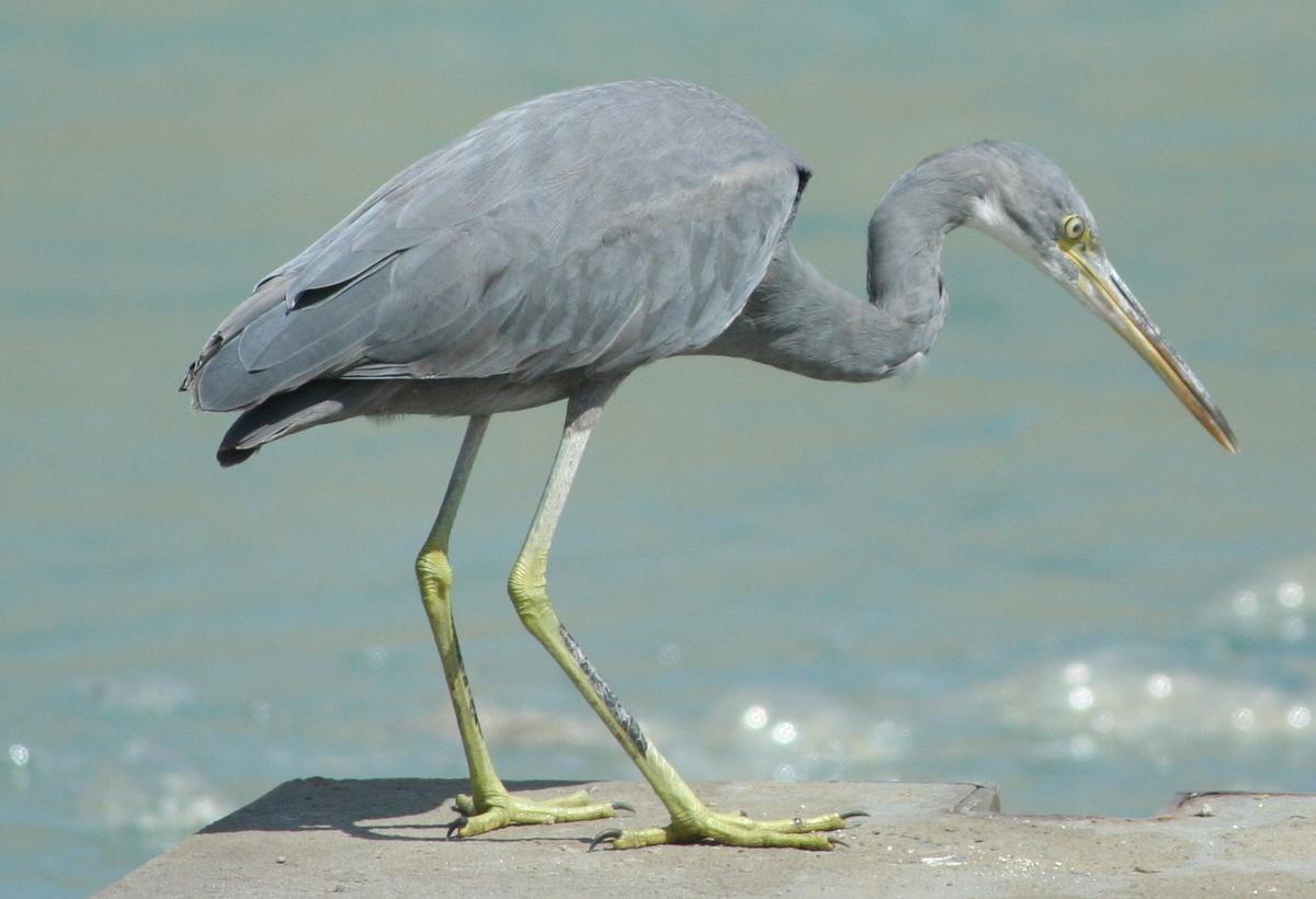 Garceta dimorfa (Egretta gularis)