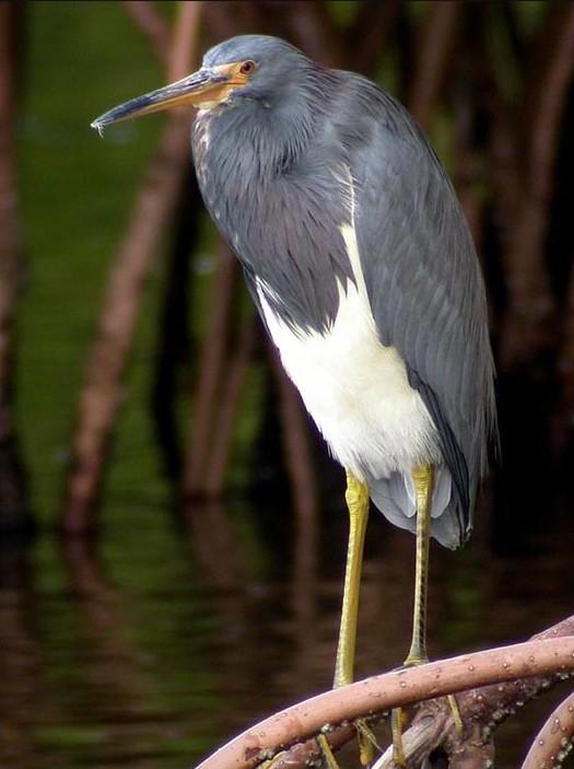 Garceta tricolor (Egretta tricolor)