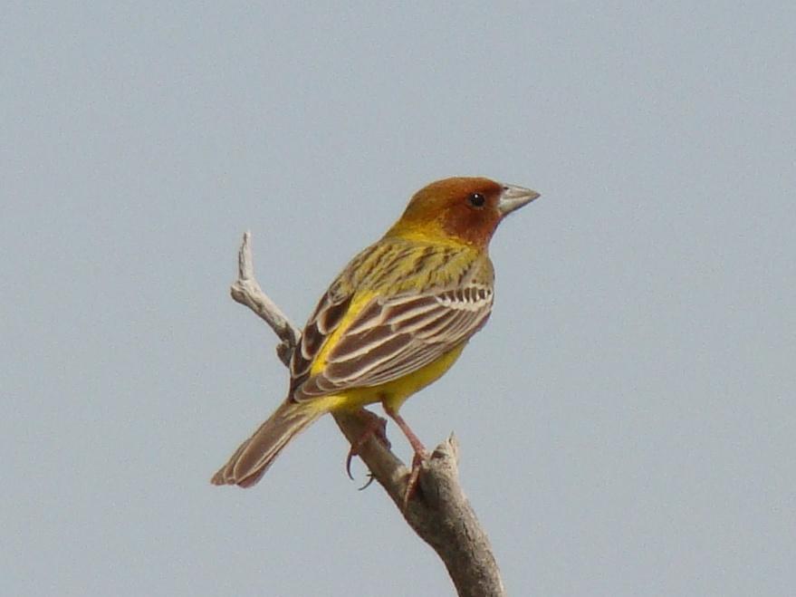 Escribano carirrojo (Emberiza bruniceps)
