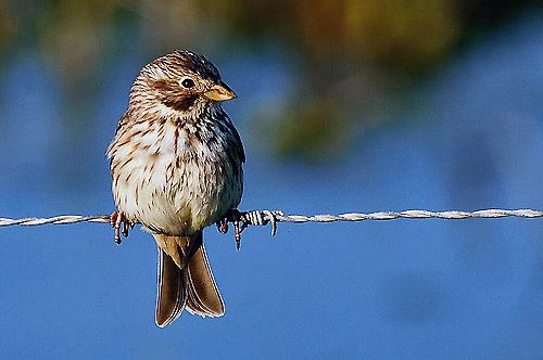 Escribano triguero (Emberiza calandra)
