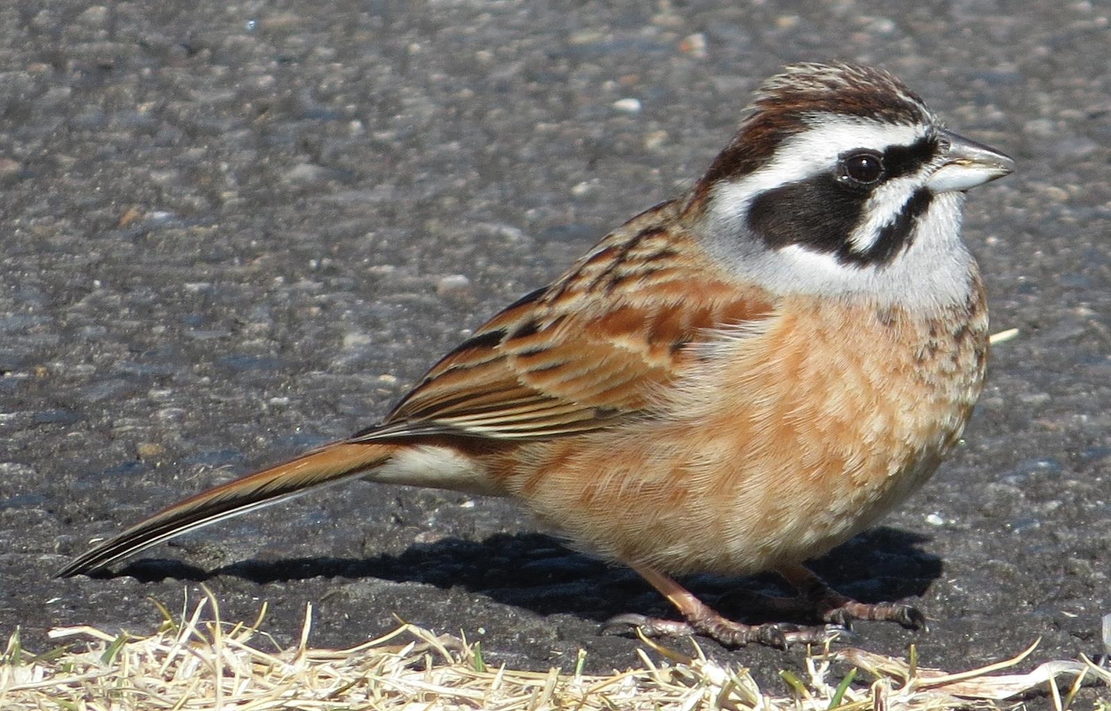 Escribano de Brandt (Emberiza cioides)