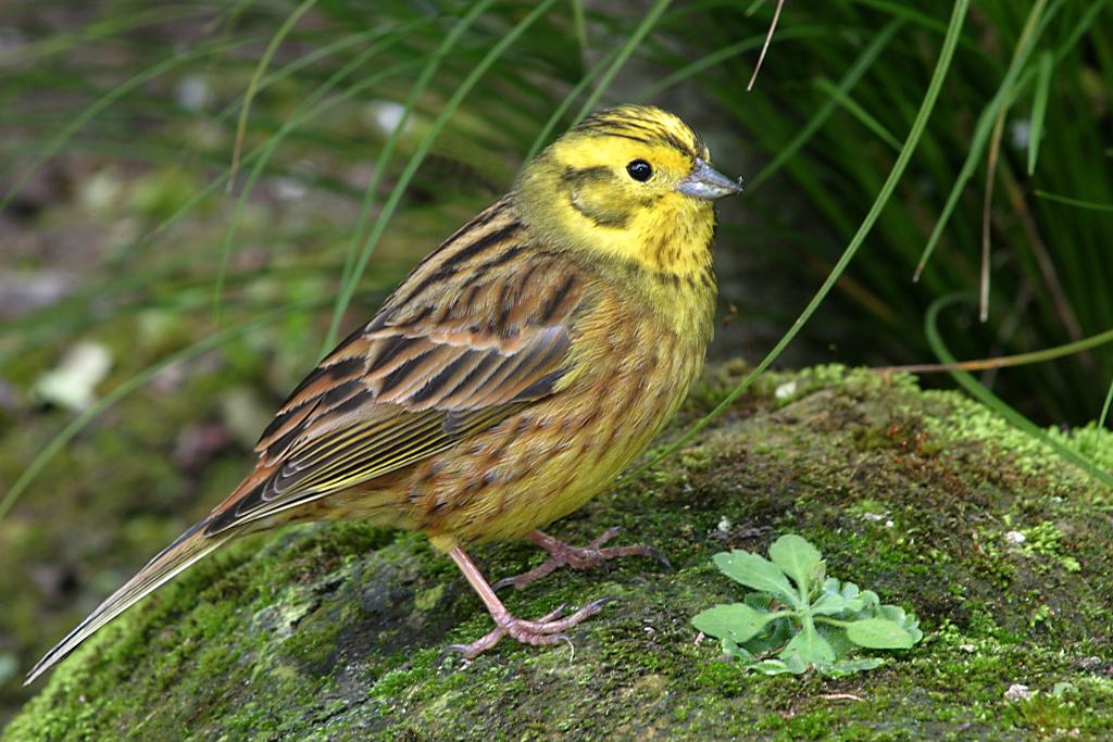 Escribano cerillo (Emberiza citrinella)