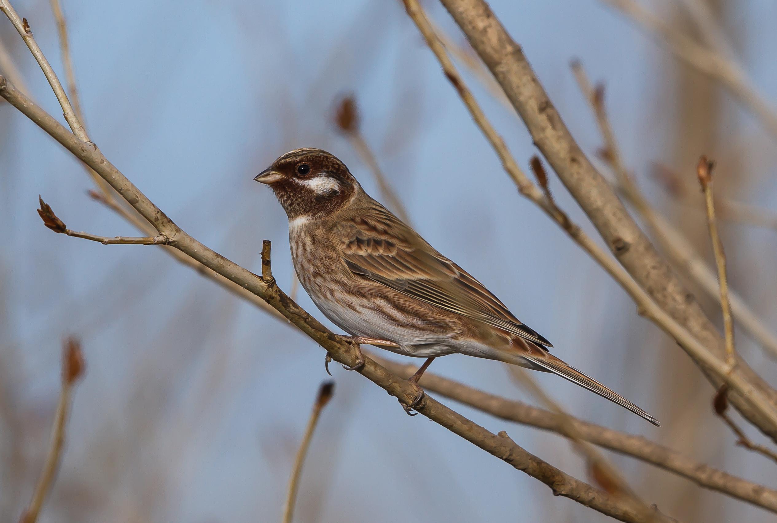 Escribano cabeciblanco (Emberiza leucocephalos)