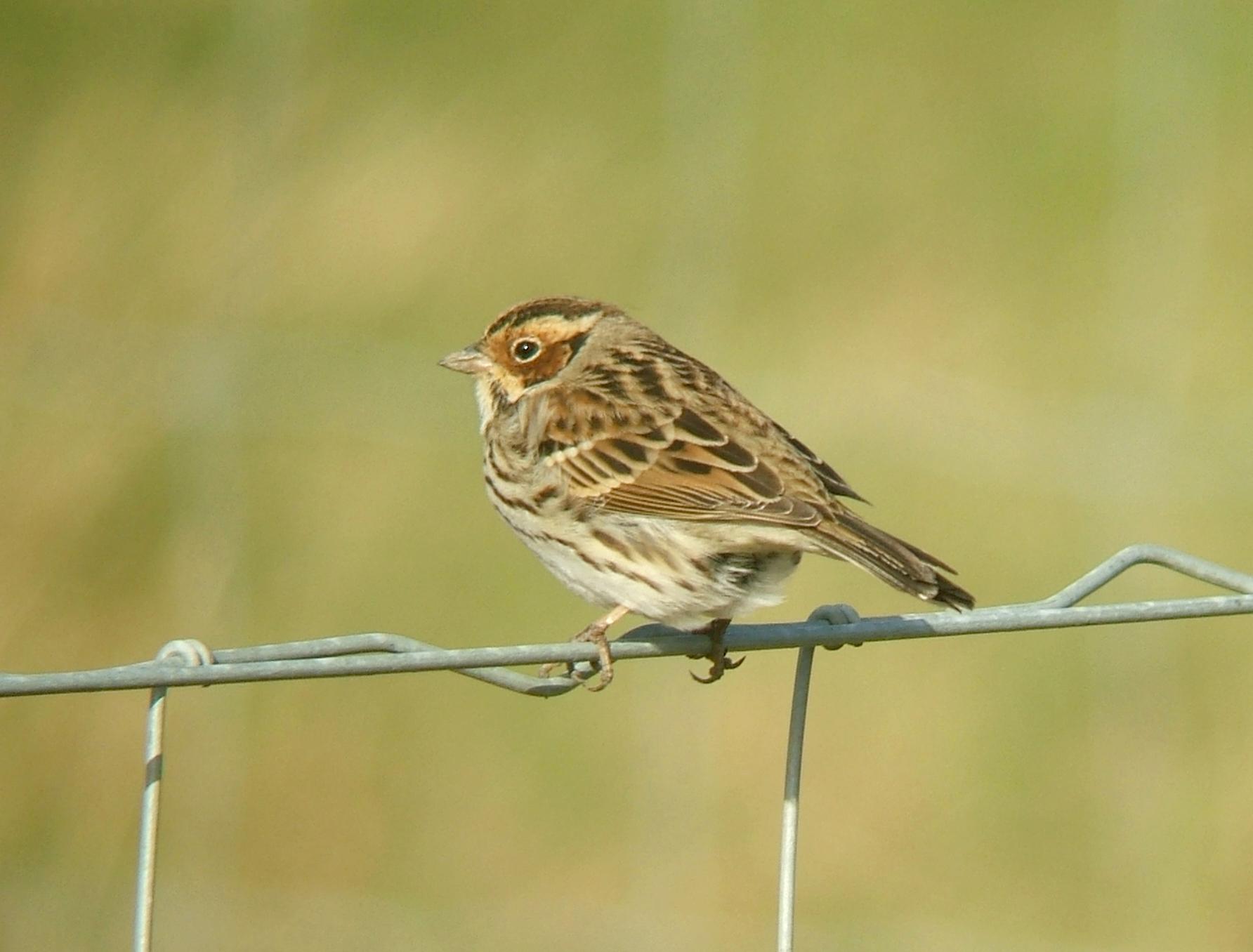 Escribano pigmeo (Emberiza pusilla)