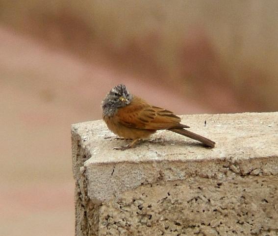 Escribano sahariano (Emberiza sahari)