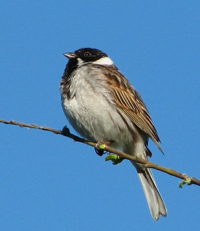Escribano palustre (Emberiza schoeniclus)